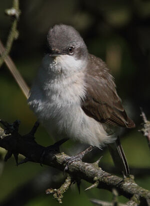 Lesser Whitethroat 
&copy; Jean-Marie Poncelet