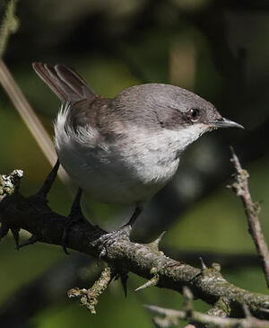 Lesser Whitethroat 
&copy; Jean-Marie Poncelet