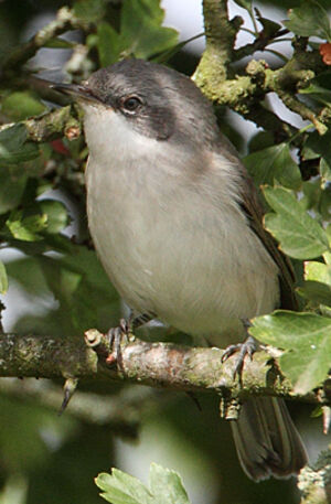Lesser Whitethroat 
&copy; Jean-Marie Poncelet