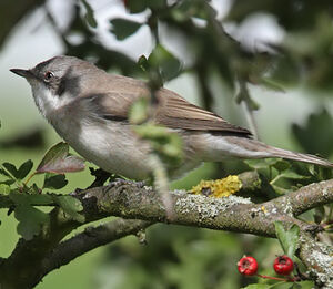 Lesser Whitethroat 
&copy; Jean-Marie Poncelet