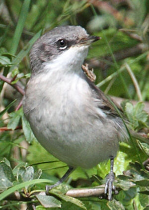 Lesser Whitethroat 
&copy; Jean-Marie Poncelet