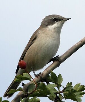 Lesser Whitethroat 
&copy; Jean-Marie Poncelet