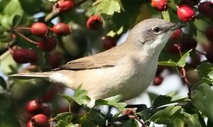 Lesser Whitethroat 
&copy; Jean-Marie Poncelet