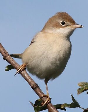 Fauvette grisette 
&copy; Jean-Marie Poncelet