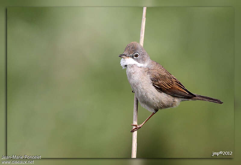 Common Whitethroat male adult