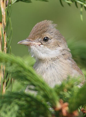 Fauvette grisette 
&copy; Jean-Marie Poncelet