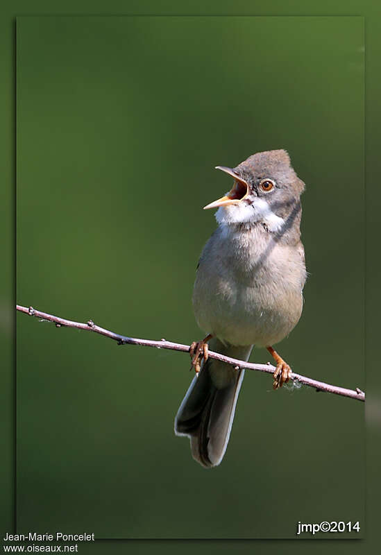 Common Whitethroat male adult, song