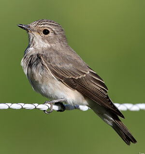 Spotted Flycatcher