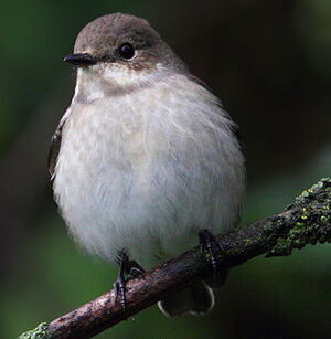 Gobemouche noir 
&copy; Jean-Marie Poncelet