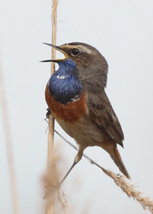 Bluethroat