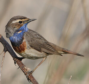 Bluethroat 
&copy; Jean-Marie Poncelet