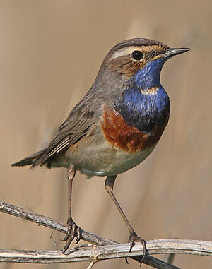 Bluethroat 
&copy; Jean-Marie Poncelet