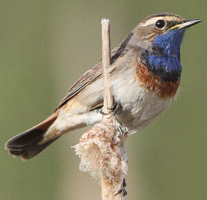 Bluethroat 
&copy; Jean-Marie Poncelet