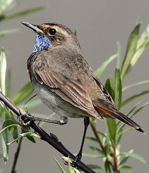 Bluethroat 
&copy; Jean-Marie Poncelet