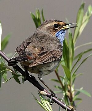 Bluethroat 
&copy; Jean-Marie Poncelet
