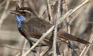 Bluethroat
