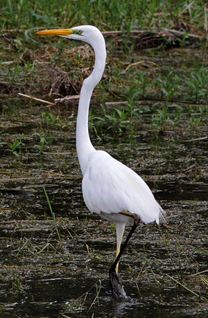 Great Egret 
&copy; Jean-Marie Poncelet