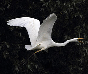 Great Egret 
&copy; Jean-Marie Poncelet