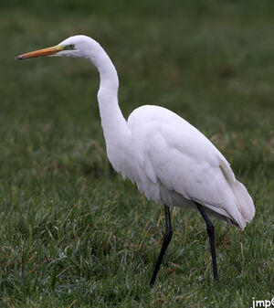 Great Egret 
&copy; Jean-Marie Poncelet