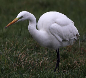 Great Egret 
&copy; Jean-Marie Poncelet