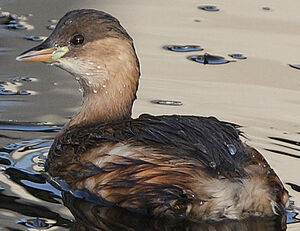 Little Grebe