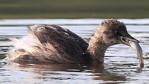 Little Grebe