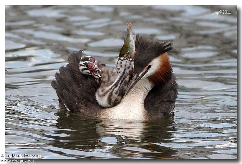 Great Crested Grebe, eats