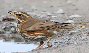 Redwing