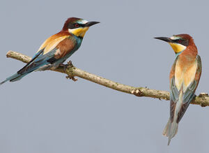 European Bee-eater 
&copy; Jean-Marie Poncelet