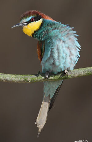 European Bee-eater 
&copy; Jean-Marie Poncelet