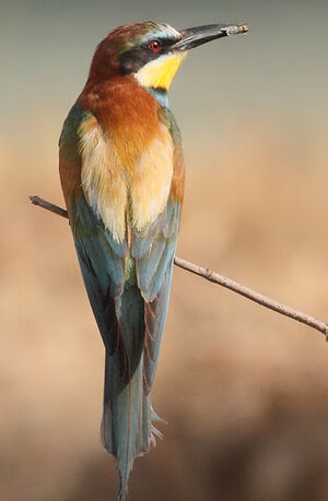 European Bee-eater 
&copy; Jean-Marie Poncelet