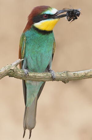 European Bee-eater 
&copy; Jean-Marie Poncelet