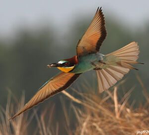 European Bee-eater 
&copy; Jean-Marie Poncelet