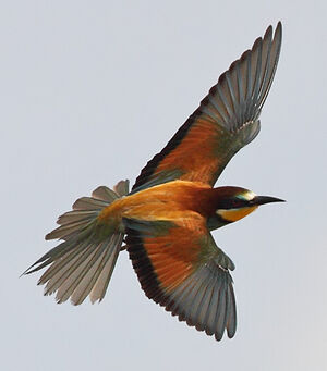 European Bee-eater 
&copy; Jean-Marie Poncelet