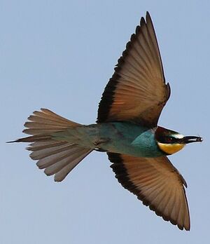 European Bee-eater 
&copy; Jean-Marie Poncelet