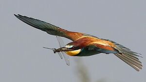 European Bee-eater 
&copy; Jean-Marie Poncelet