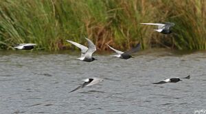 Black Tern