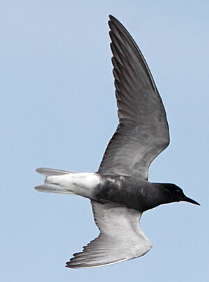 Black Tern
