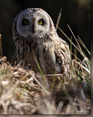 Short-eared Owl 
&copy; Jean-Marie Poncelet