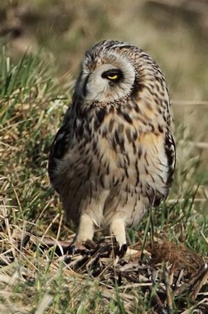 Short-eared Owl 
&copy; Jean-Marie Poncelet