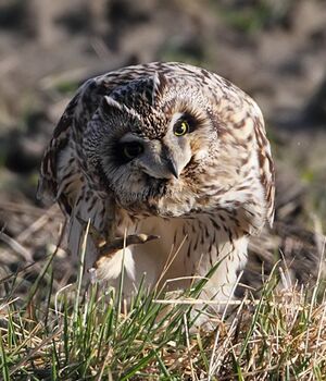 Short-eared Owl 
&copy; Jean-Marie Poncelet