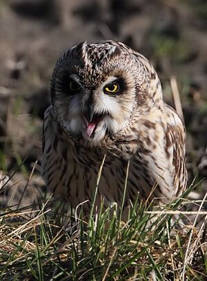 Short-eared Owl 
&copy; Jean-Marie Poncelet
