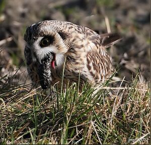 Short-eared Owl 
&copy; Jean-Marie Poncelet