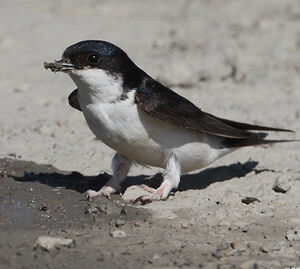 Hirondelle de fen�tre
