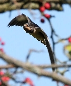 Barn Swallow