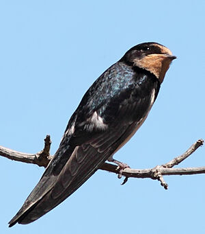 Barn Swallow