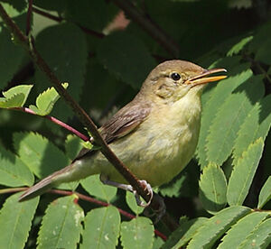 Melodious Warbler