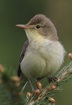 Melodious Warbler