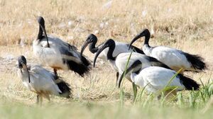 Ibis sacr� 
&copy; Jean-Marie Poncelet