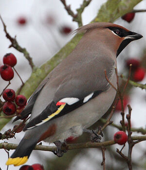 Jaseur bor�al 
&copy; Jean-Marie Poncelet